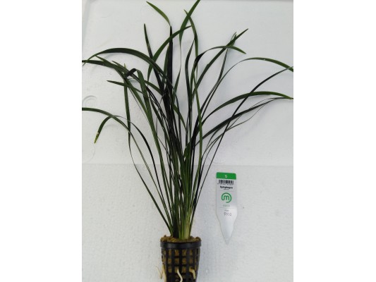 Ophiopogon jaburan - Plante...