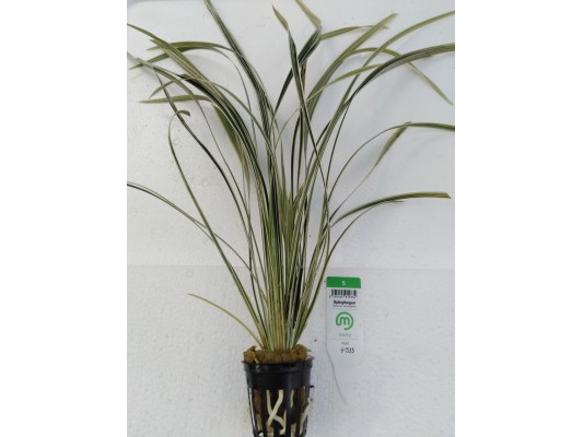Ophiopogon jaburan var. -...