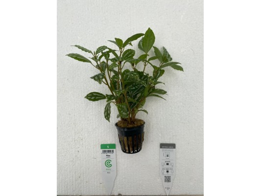Pilea cadierei - Plante...