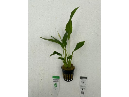 Spathiphyllum wallisii -...