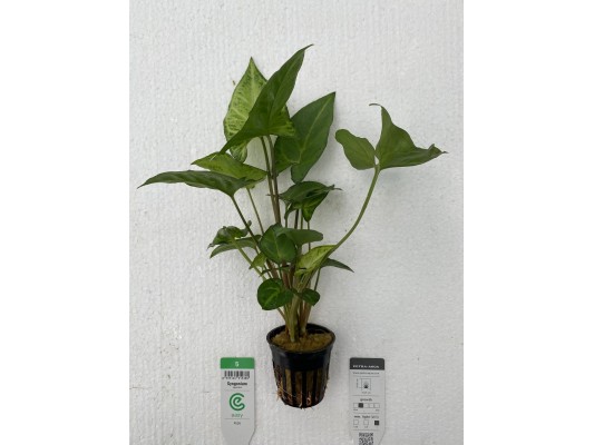 Syngonium sp. - Plante...